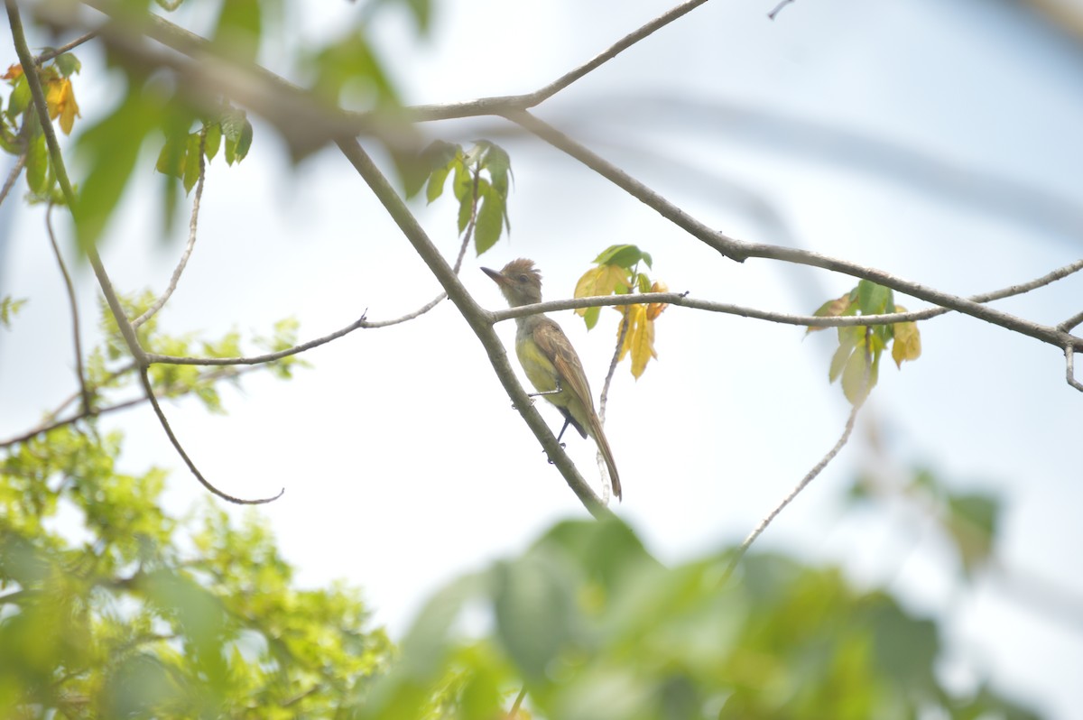 Brown-crested Flycatcher - ML642861950