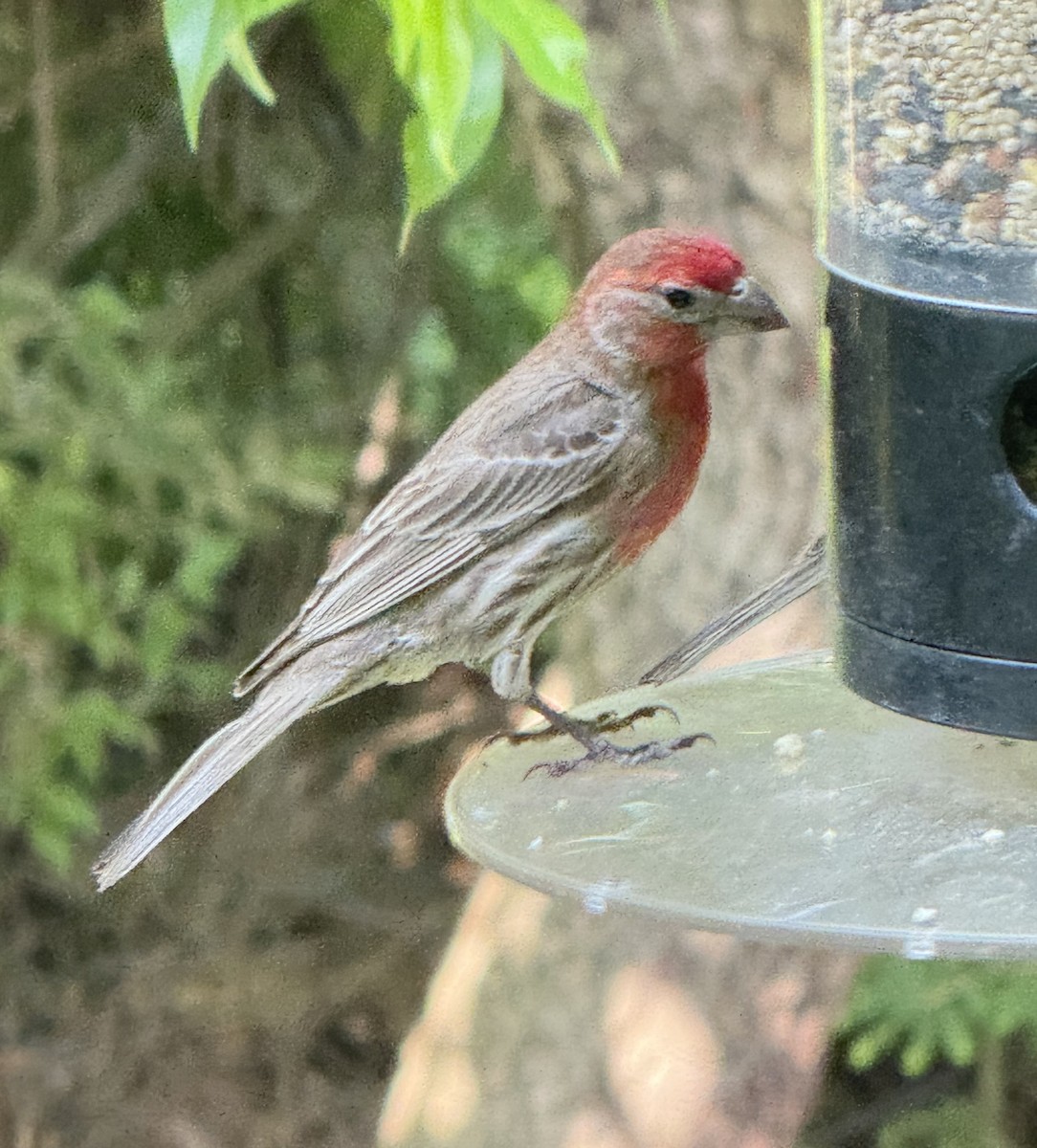 House Finch - ML642861953