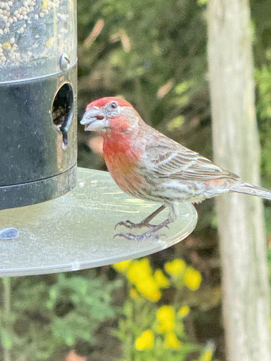 House Finch - ML642861954