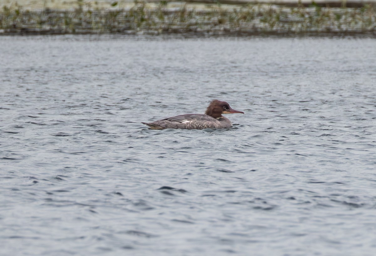 Common Merganser - ML642861955