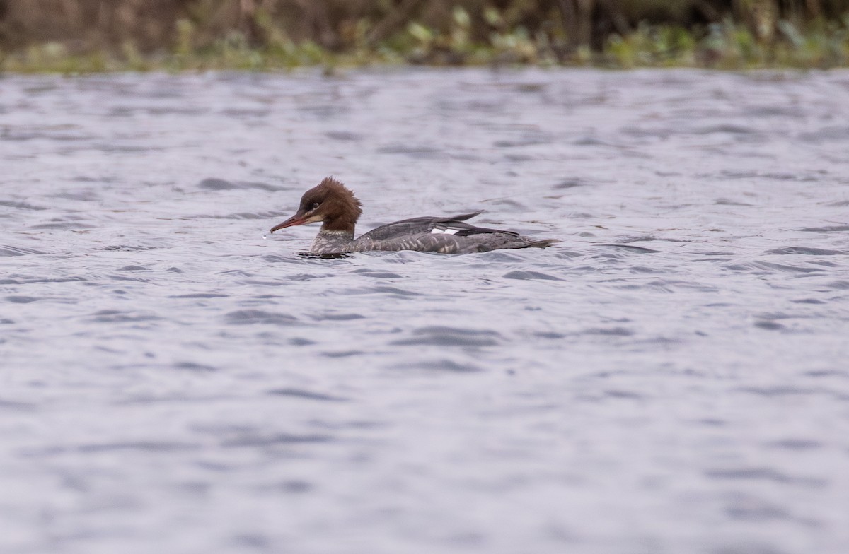 Common Merganser - ML642861957