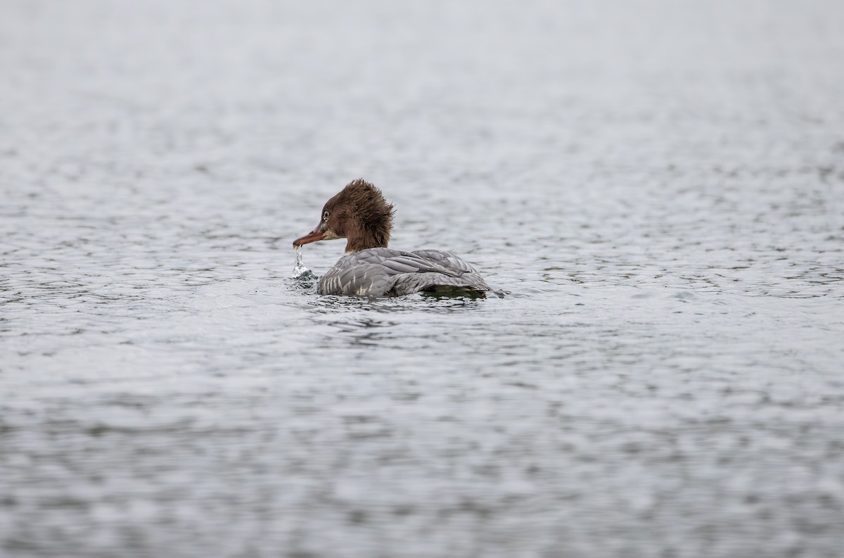 Common Merganser - ML642861958