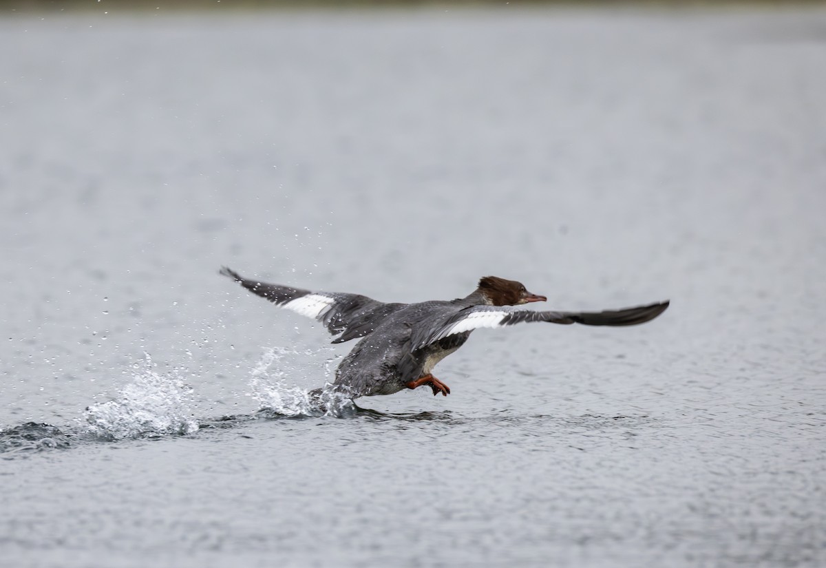 Common Merganser - ML642861959