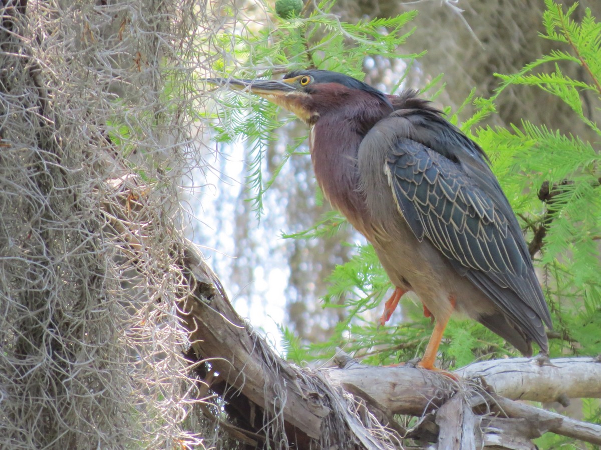 Green Heron - ML642861974