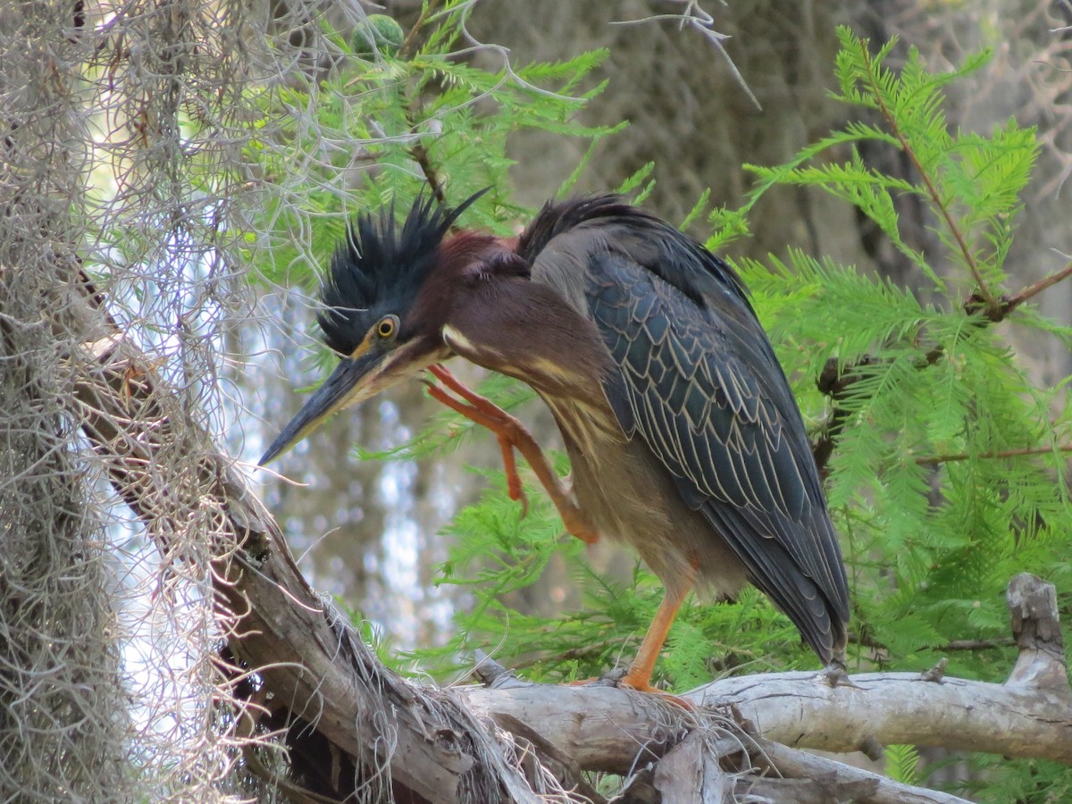 Green Heron - ML642861975