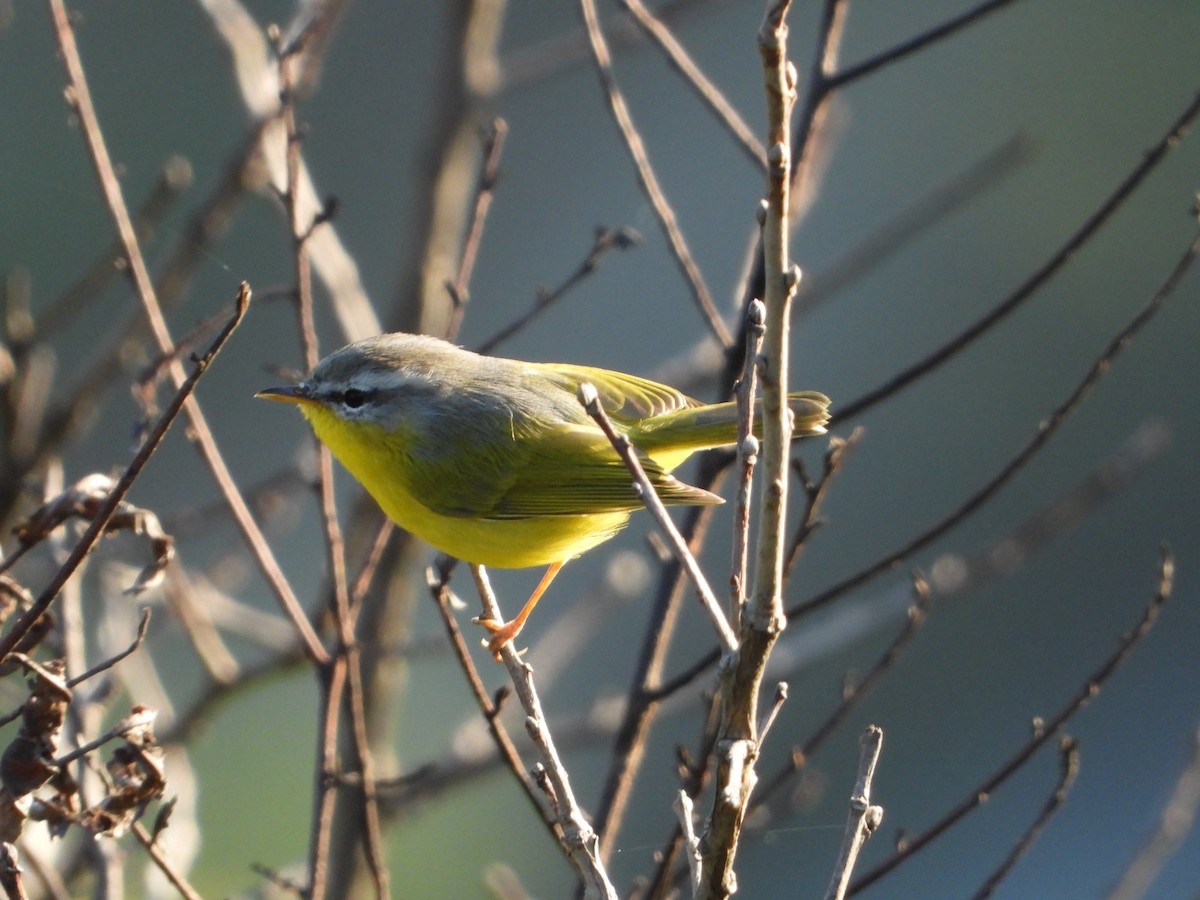 Gray-hooded Warbler - ML642861983