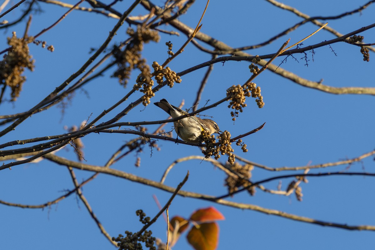 キヅタアメリカムシクイ（coronata） - ML642861997