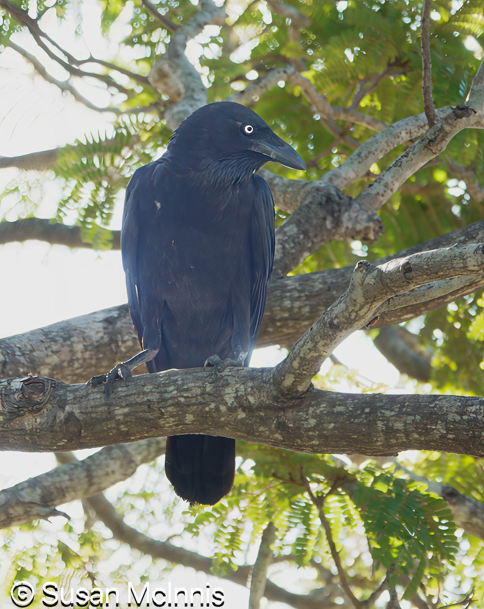 Torresian Crow - ML642862003