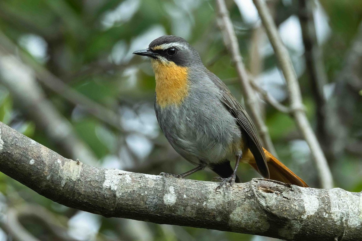 Cape Robin-Chat - ML642862004