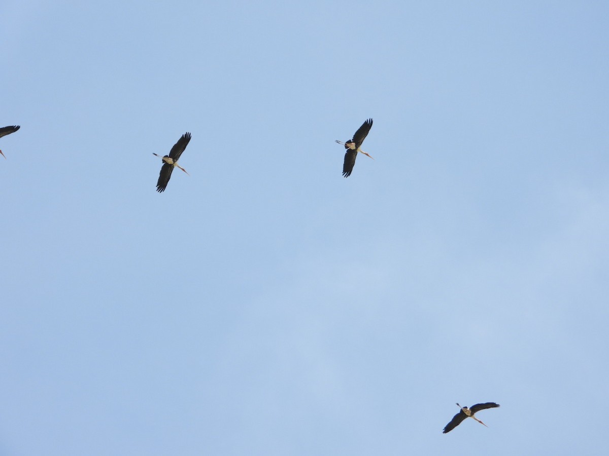 Painted Stork - ML642862006