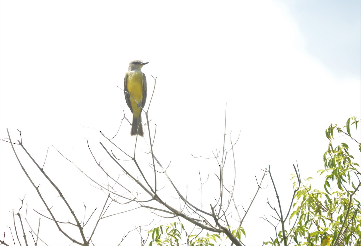 Tropical Kingbird - ML642862007