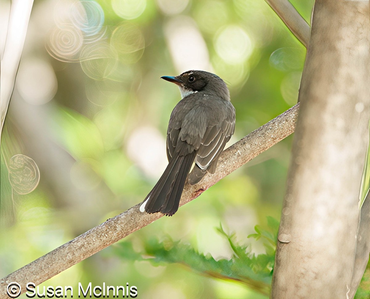 Northern Fantail - Susan Mac