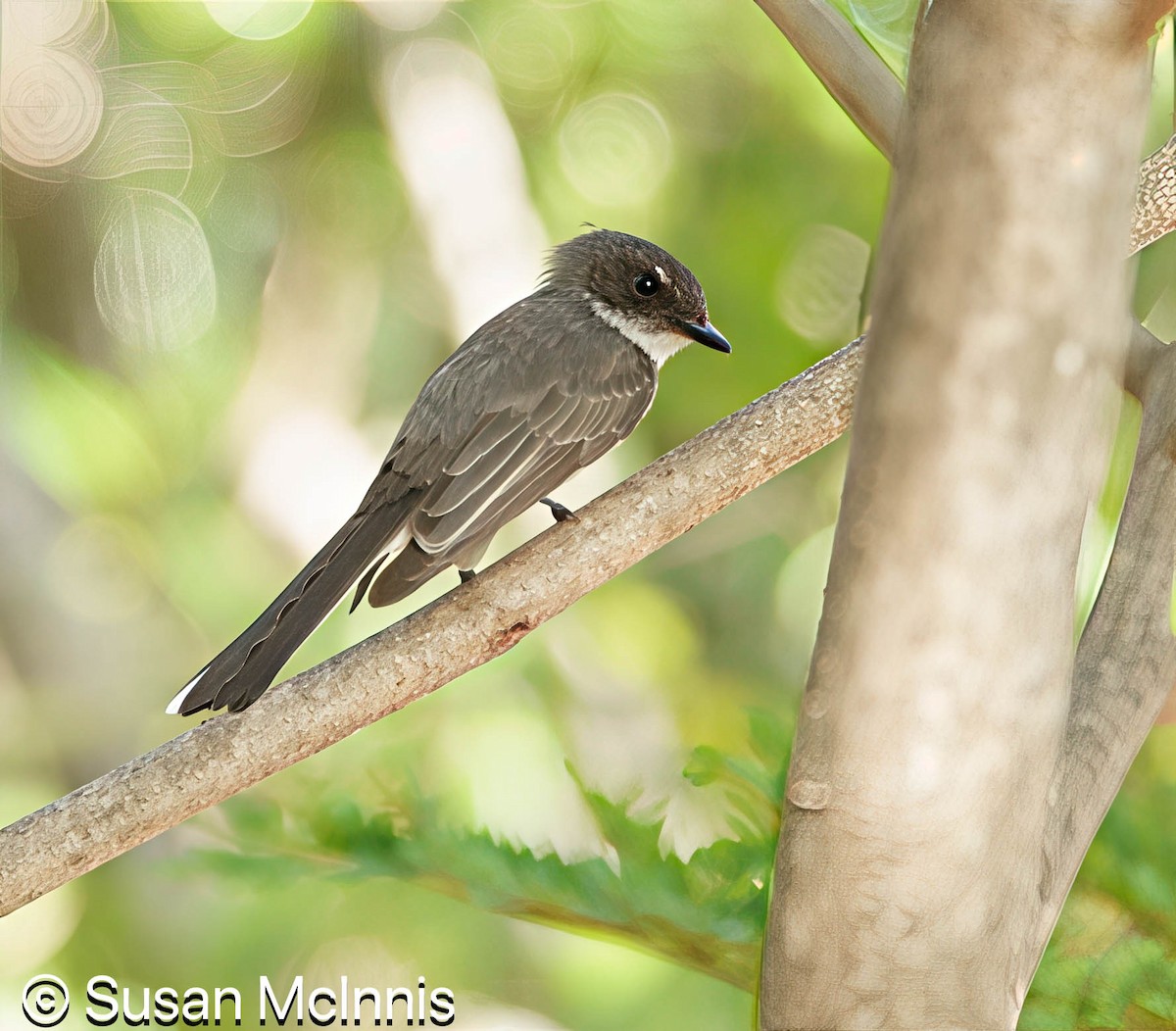 Northern Fantail - Susan Mac