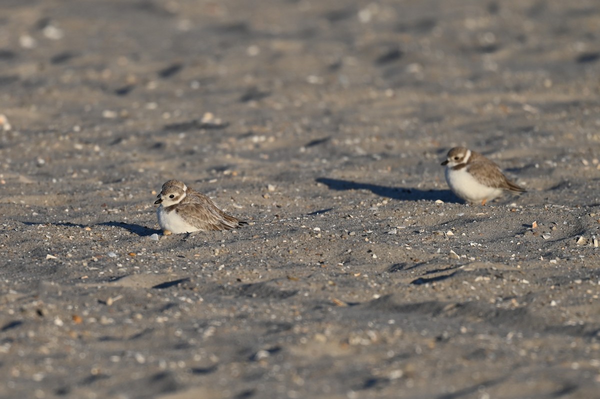 Piping Plover - ML642862024
