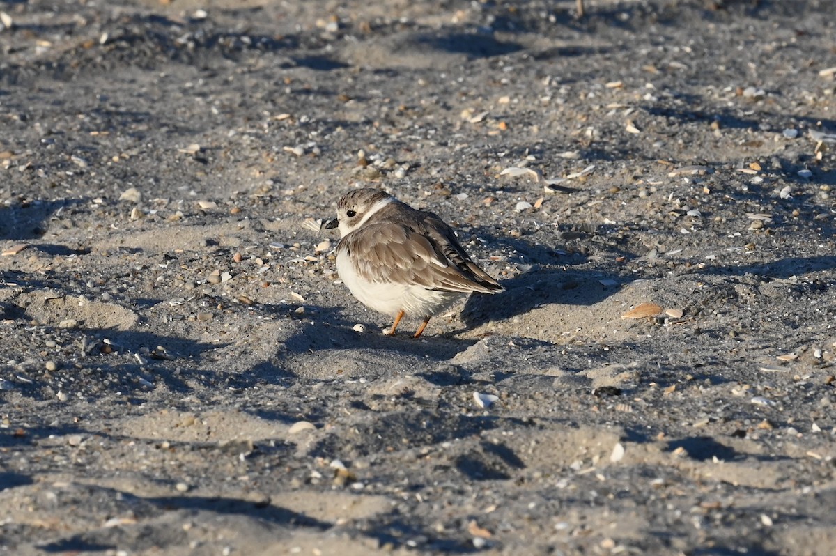 Piping Plover - ML642862025