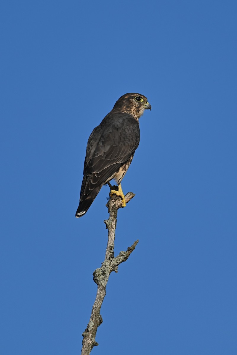 Merlin - ML642862032