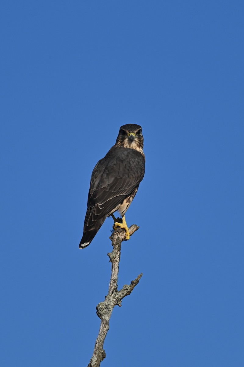 Merlin - ML642862033