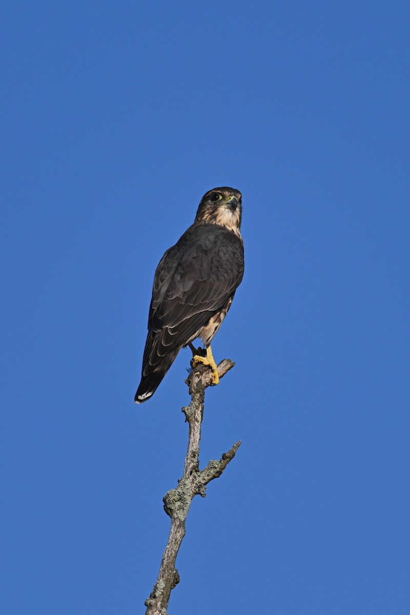 Merlin - ML642862034