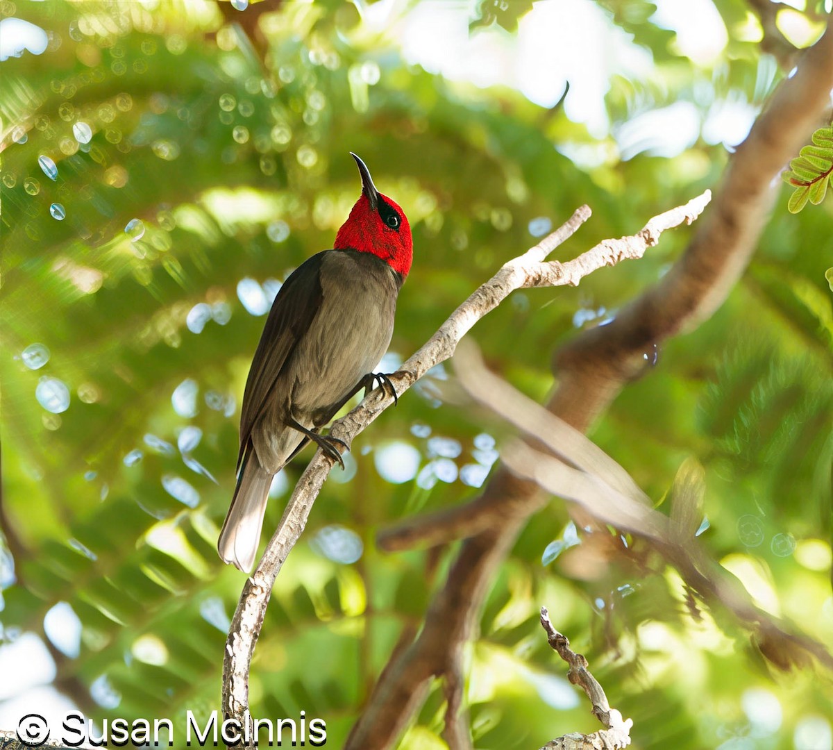 Red-headed Myzomela - ML642862035