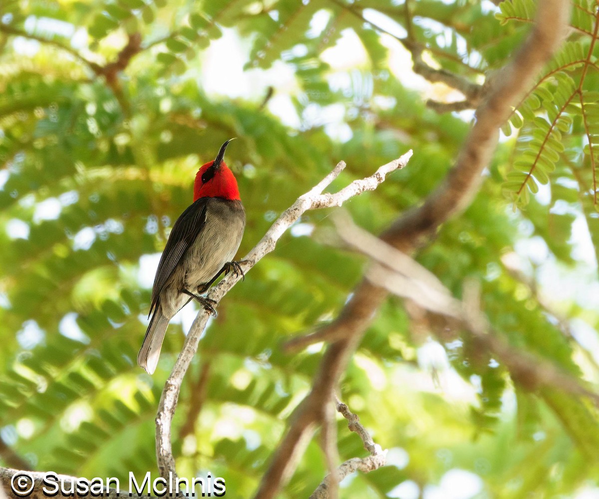 Red-headed Myzomela - ML642862045