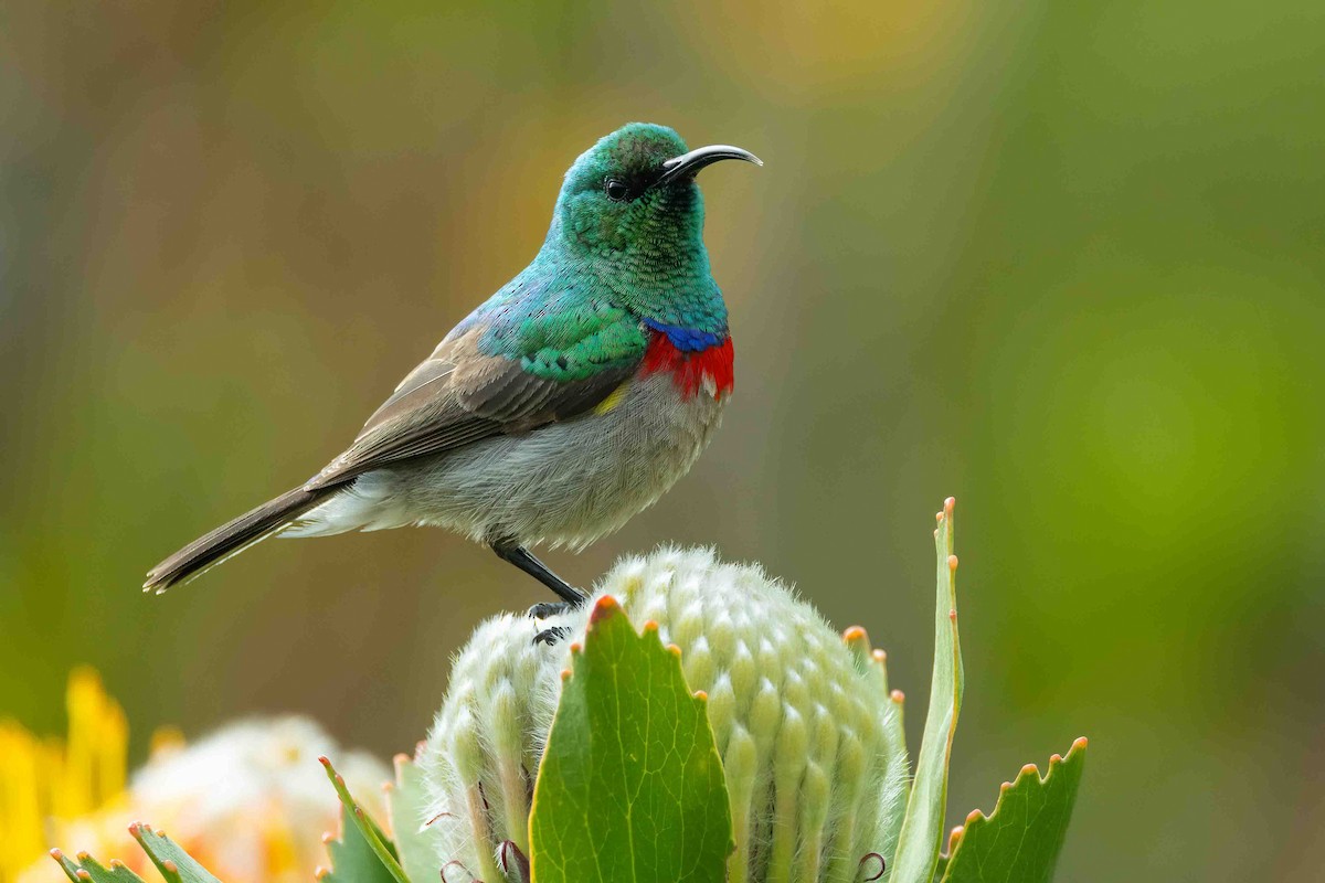 Southern Double-collared Sunbird - ML642862047