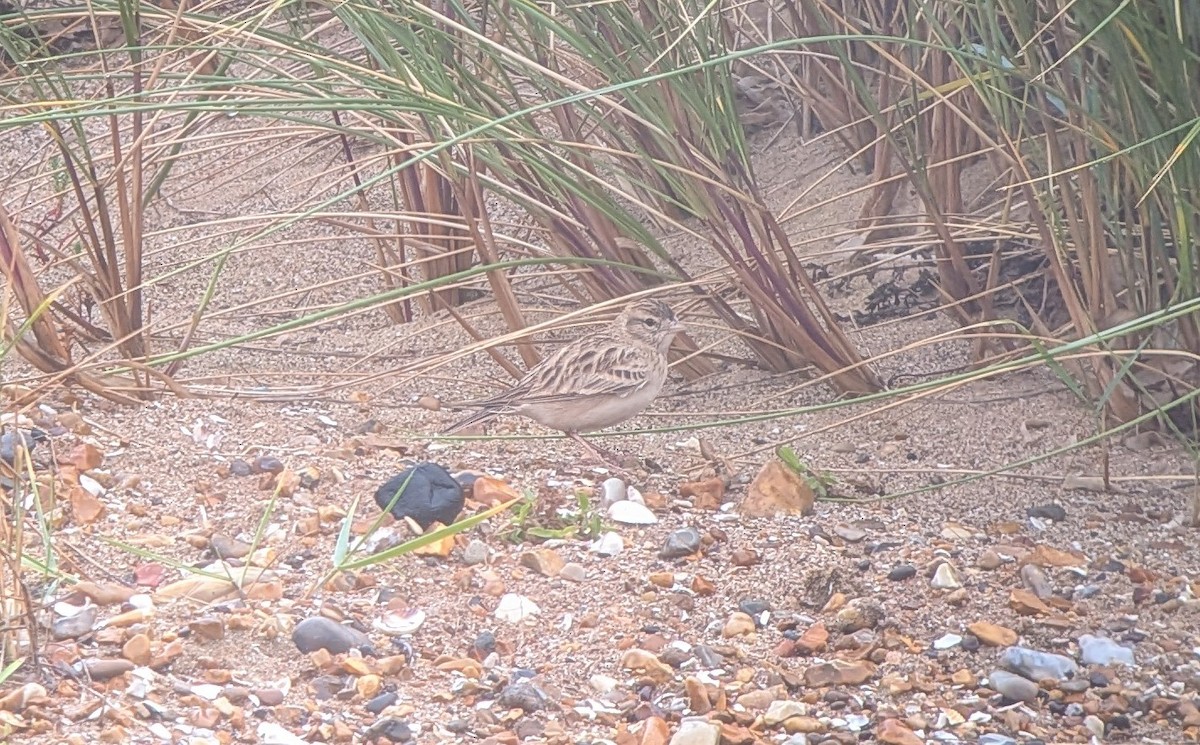 Greater Short-toed Lark - ML642862065