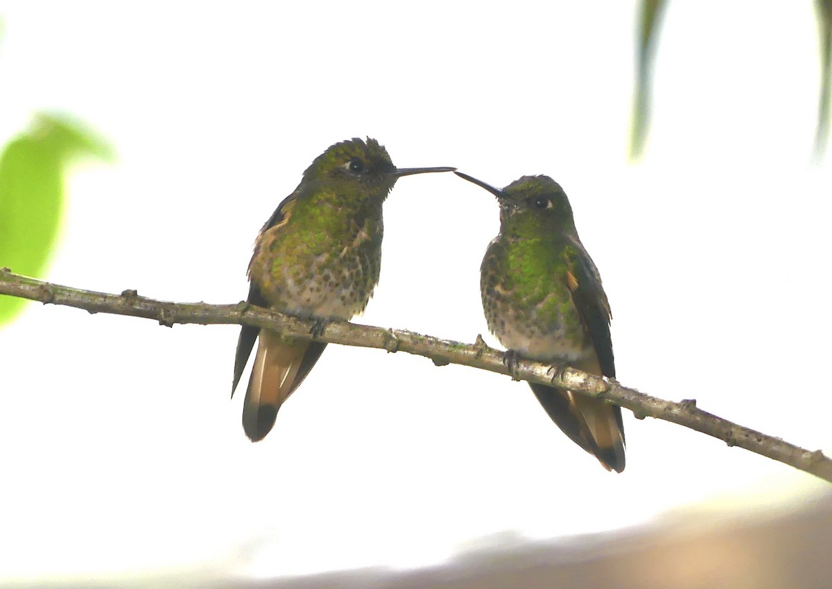 Buff-tailed Coronet - ML642862066