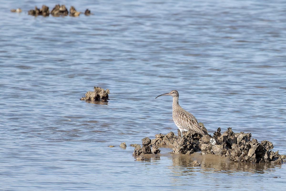 Eurasian Whimbrel - ML642862078
