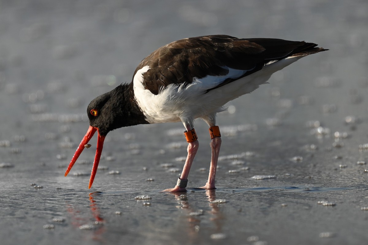 American Oystercatcher - ML642862079