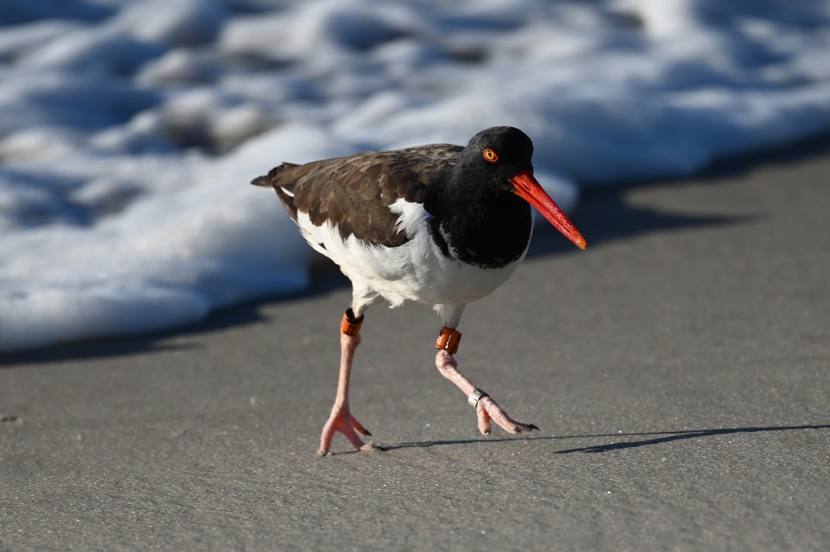 American Oystercatcher - ML642862080