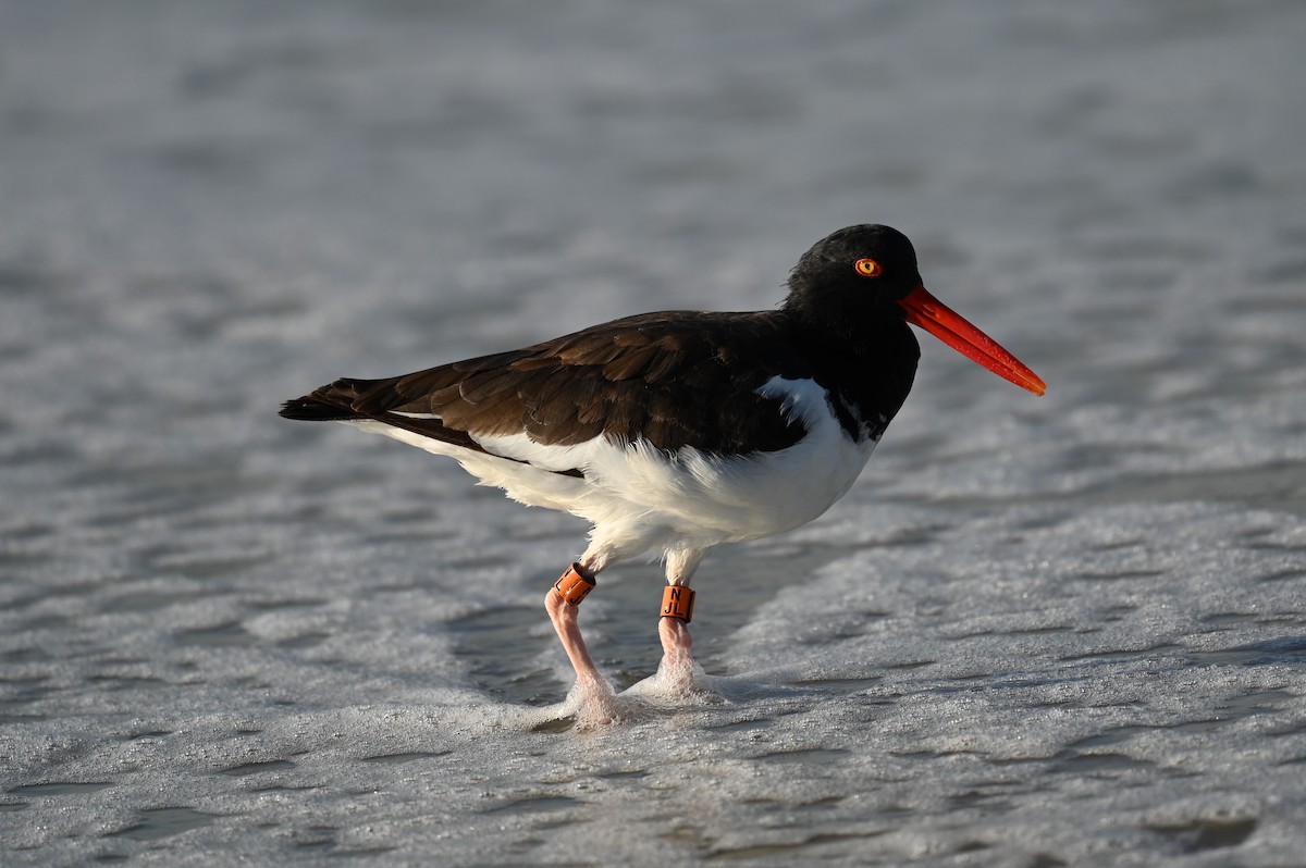 American Oystercatcher - ML642862082