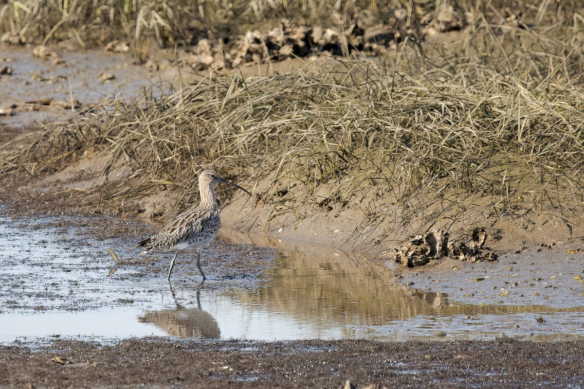 Eurasian Curlew - ML642862089