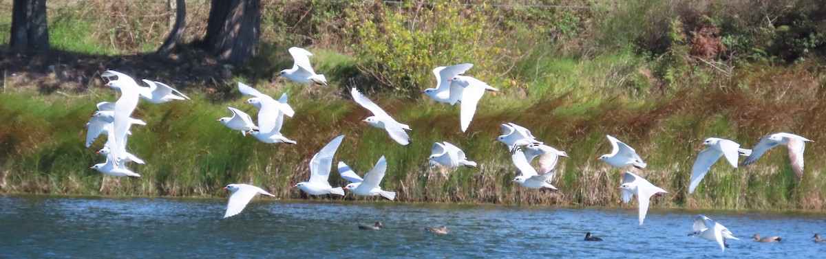 Mediterranean Gull - ML642862090