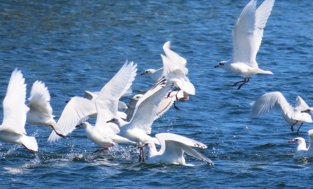 Mediterranean Gull - ML642862094