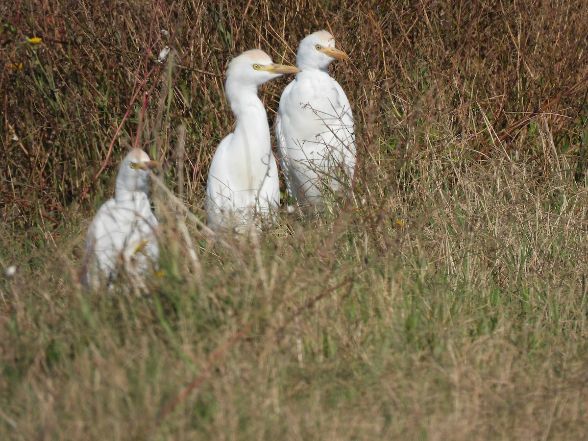 Western Cattle-Egret - ML642862095
