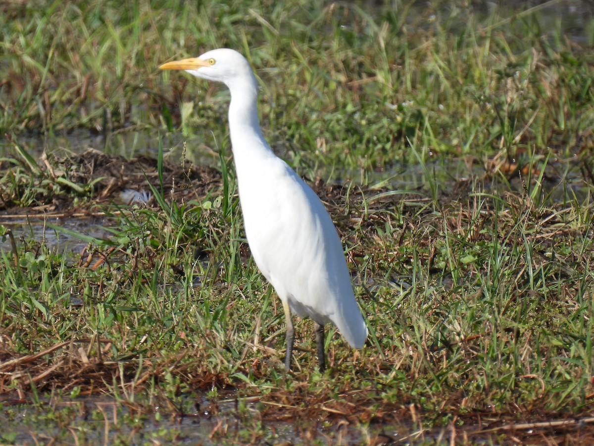 Western Cattle-Egret - ML642862106