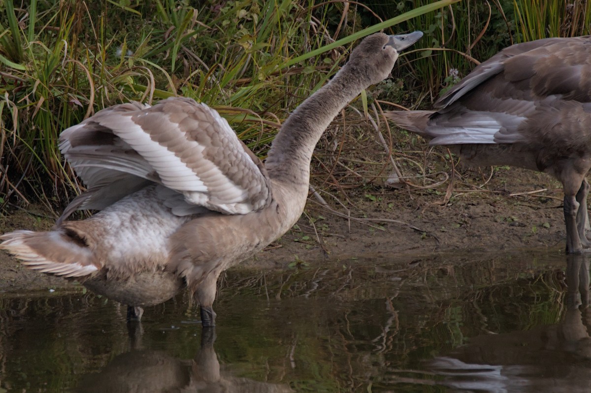 Cygne tuberculé - ML642862107