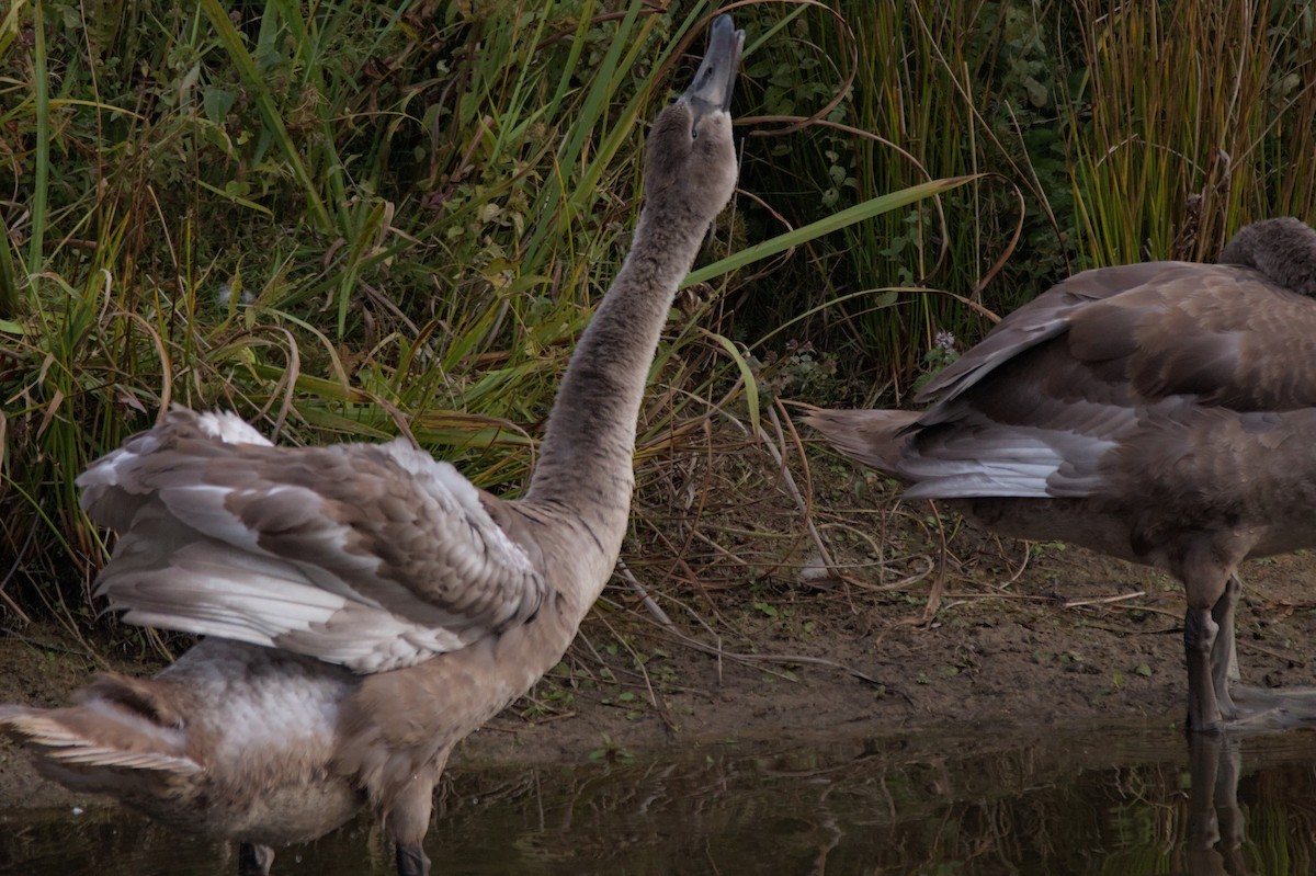 Cygne tuberculé - ML642862108
