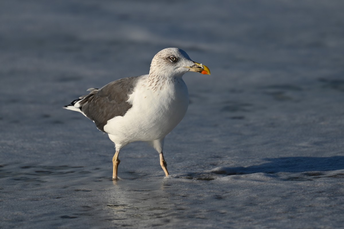 Lesser Black-backed Gull - ML642862111