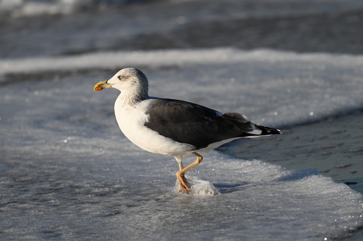 Lesser Black-backed Gull - ML642862112