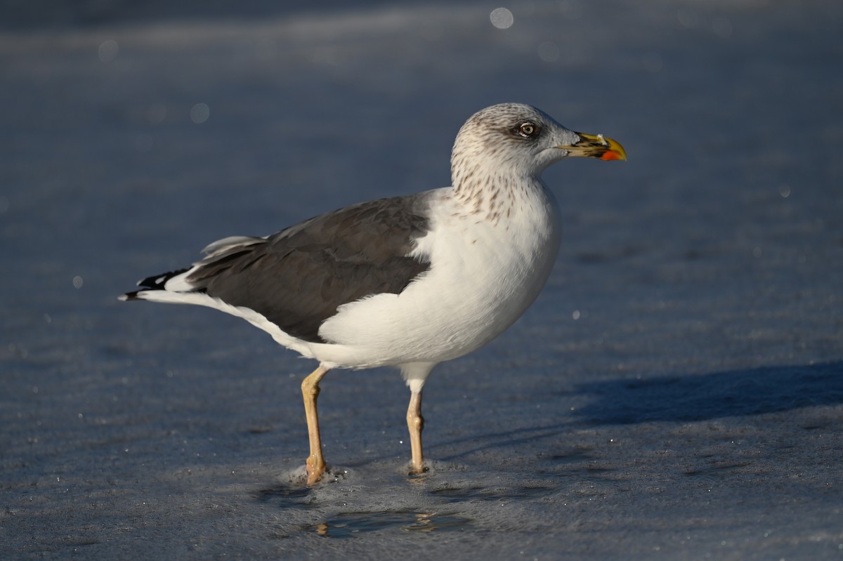 Lesser Black-backed Gull - ML642862113