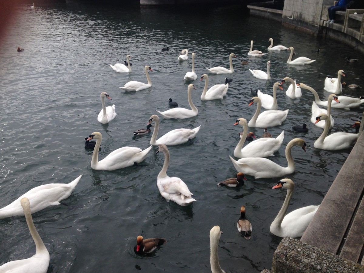 Cygne tuberculé - ML642862116