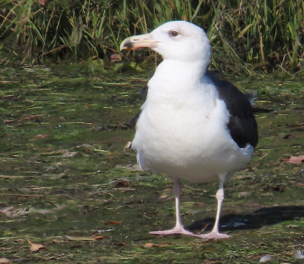 Great Black-backed Gull - ML642862117