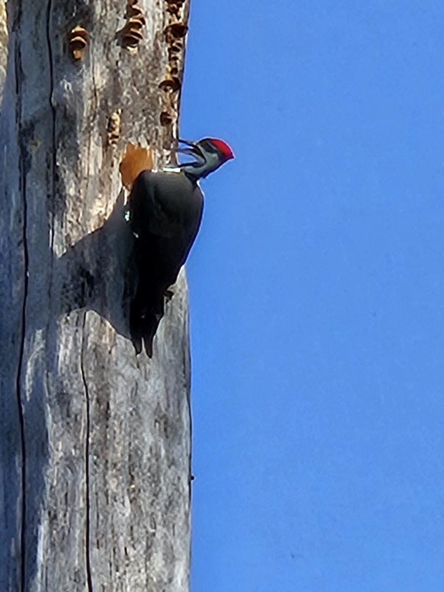 Pileated Woodpecker - ML642862118