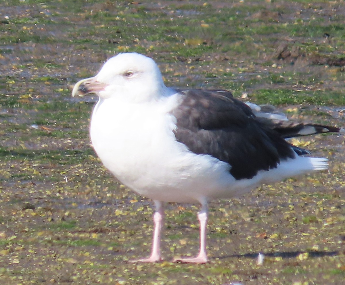 Great Black-backed Gull - ML642862120