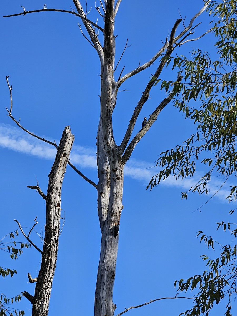 Pileated Woodpecker - ML642862122