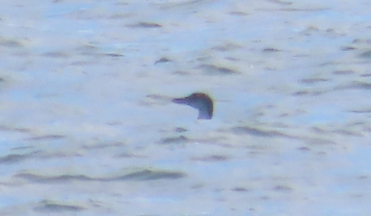 Common Loon - ML642862133