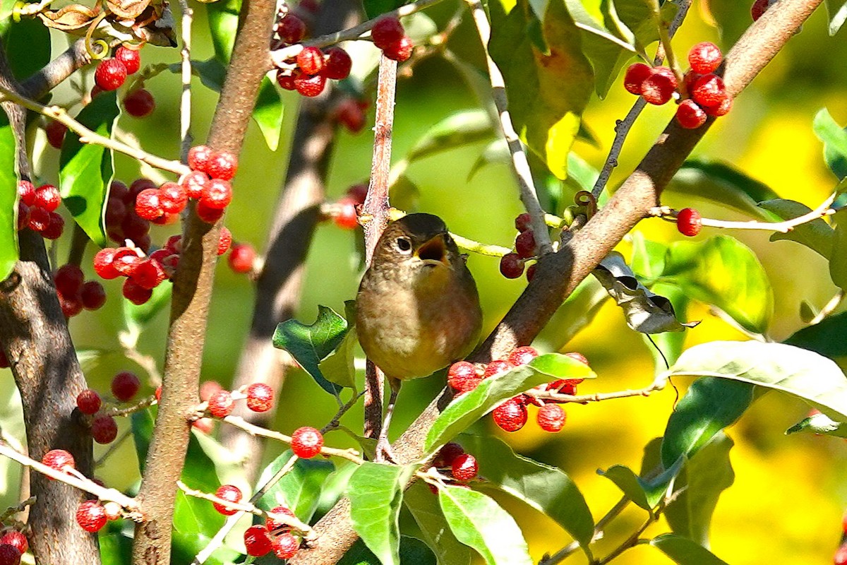 Northern House Wren - ML642862136