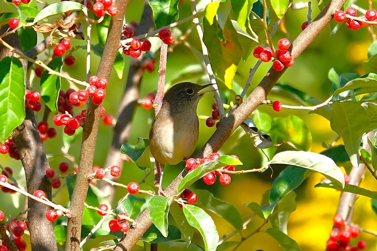 Northern House Wren - ML642862137