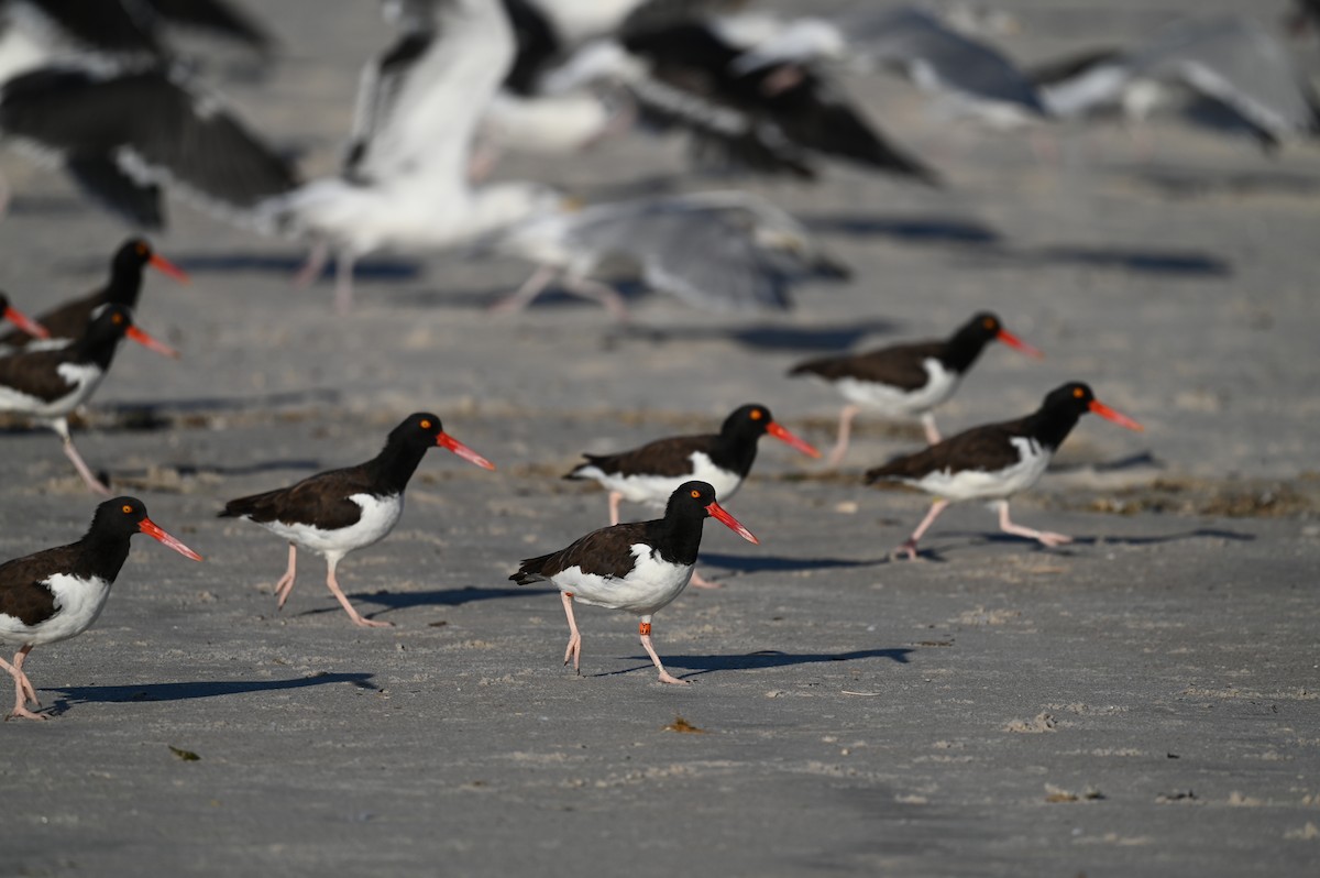 American Oystercatcher - ML642862150